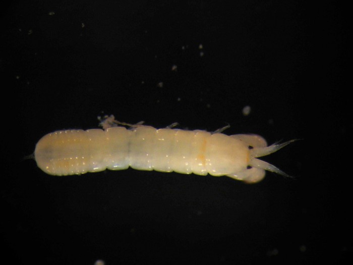 Представитель Семейства Paratanaidae